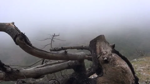 Burnt Forest with Fog Stock Footage 63305070