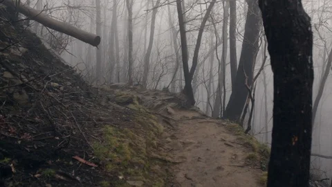 Burnt forest with fog 動画素材 87739316