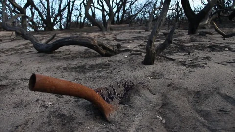 Burnt Forest Stock Footage 94254927