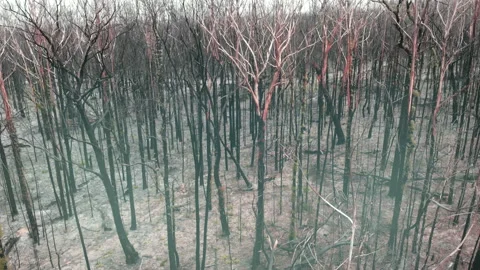 Burnt Forest Stock Footage 155364646