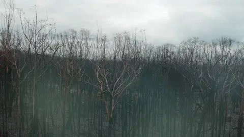 Burnt Forest Stock Footage 155364803