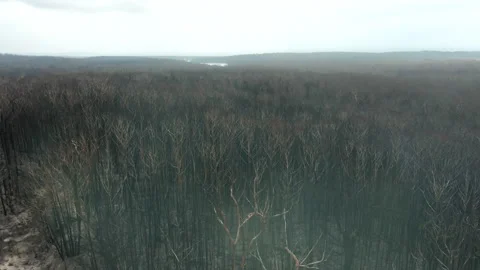 Burnt Forest Stock Footage 155364912