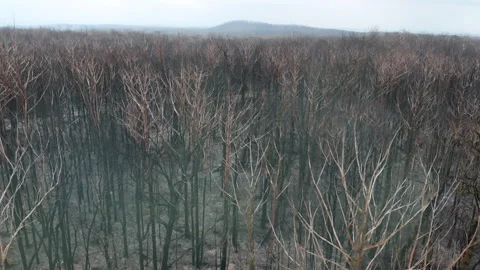 Burnt Forest Stock Footage 155365017