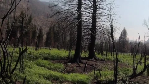 Burnt Forest Stock-Footage 337006503