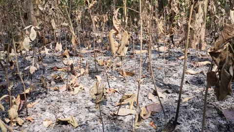 Burnt Forest Ground 库存影片 333914078