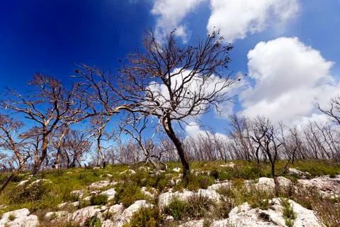 Burnt forest on a hill Stock Photos