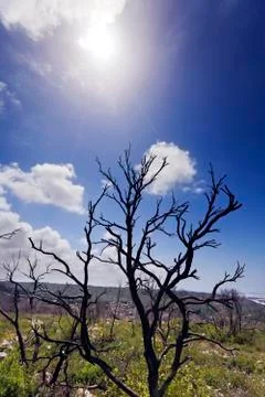 Burnt forest on a hill Stock Photos