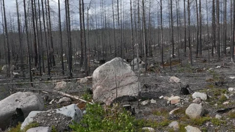 Burnt forest landscape with charred trees and scattered rocks Stock Footage 318196254