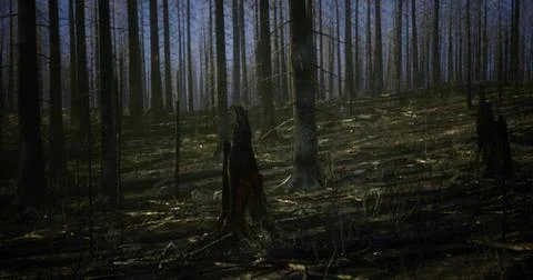 Burnt forest landscape featuring blackened trees and scorched earth イラスト素材