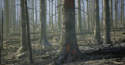 Burnt forest landscape shows devastation from wildfire aftermath Stock Illustration