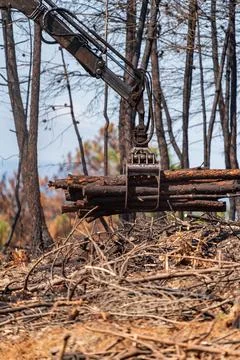 Burnt forest with machine loading trunks Foto stock