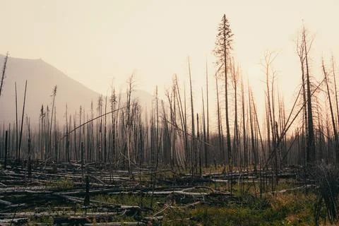 A burnt forest with a mountain backdrop shows resilience and rebirth now. Stock Photos