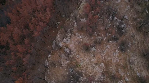 Burnt forest in the mountains in Turkey. Pine forest after a fire taken from a Stock Footage 232466208