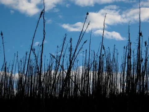 Burnt forest Stock Photos