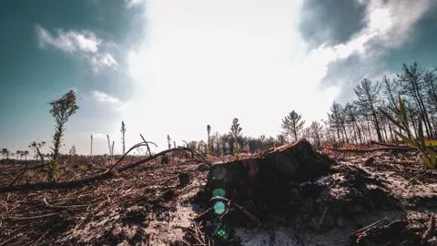 Burnt Forest Foto stock