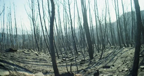 Burnt forest in Spain. Forest fires 库存影片 237358718