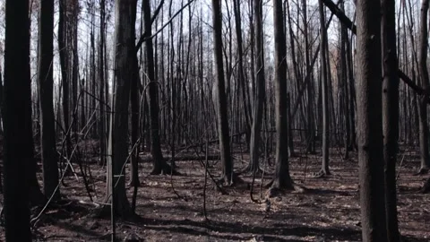 Burnt forest in summer forest fire Stock Footage 167347320