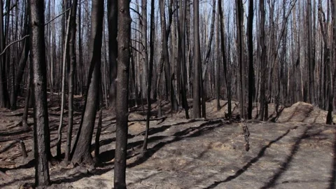 Burnt forest in summer forest fire 库存影片 167347330