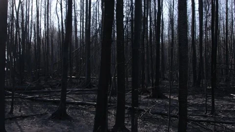 Burnt forest in summer forest fire Video stock 167347829