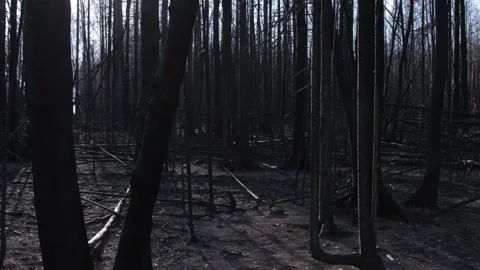 Burnt forest in summer forest fire 스톡 동영상 167347836
