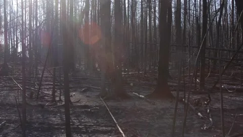 Burnt forest in summer forest fire Stock Footage 167347838