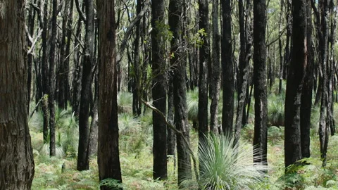 Burnt Forest, Tree Trunks After Fire, Na... | Stock Video | Pond5