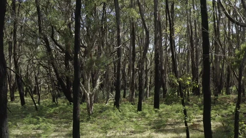 Burnt Forest, Trees after fire, Tree Trunks Burnt, Fern Bush, South Australia Stock Footage 235974597