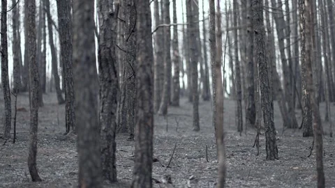 Burnt forest trees with brown bark and a few branches. The trees are surround Stock Footage 294974113