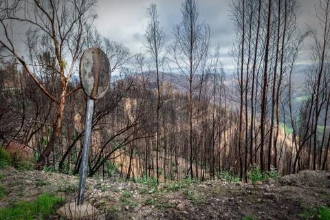 Burnt forest trees eucalyptus Monchique, Portugal, after fires. Natural Stock Photos