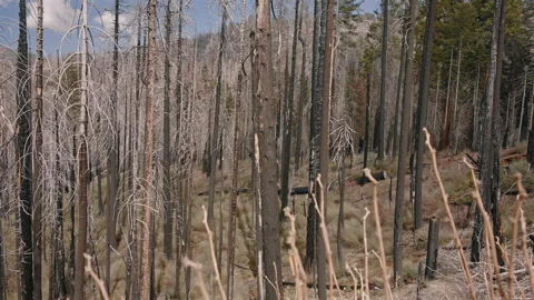 Burnt Forest Trees on Mountain Slope Stock Footage 314895247