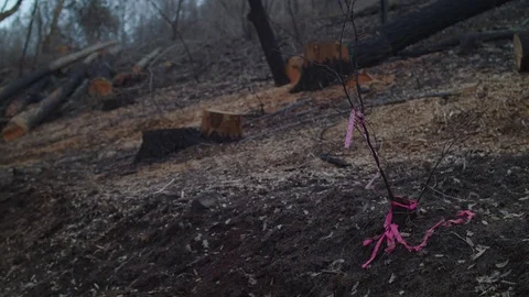 Burnt Forestscape Stockbeeldmateriaal 85454393