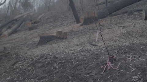 Burnt Forestscape - Log Stock Footage 85454357