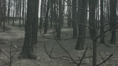 Burnt forrest Stock Footage 30444523