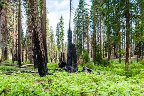 Burnt giant sequoia tree Sequoiadendron giganteum in Sequoia National Park Stock Photos