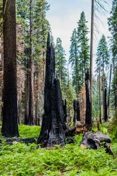 Burnt giant sequoia tree Sequoiadendron giganteum in Sequoia National Park Stock Photos