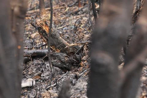 Burnt grass after a fire in the forest. Grass burned to ashes with blurred Stock Photos