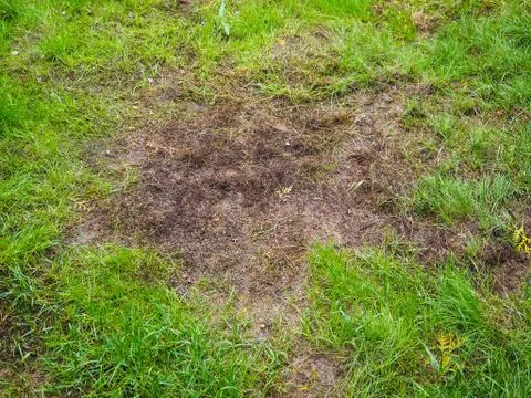 Burnt grass after moss attack during winter, fresh green grass Stock Photos