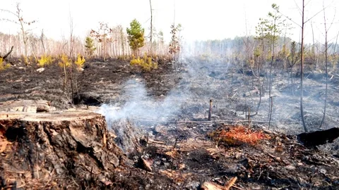Burnt grass and forest after a fire Stock Footage 249526363