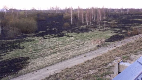 Burnt grass on a field against the background of a forest in spring after a fire Stock Footage 310941884