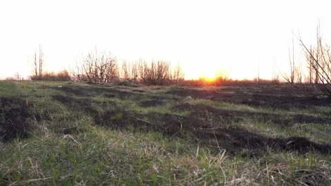 Burnt grass on a field against the background of a forest in spring after a fire Stock Footage 312596032