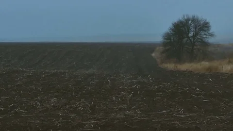 Burnt grass field and green tree after fire Stock Footage 73668087
