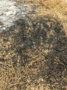 Burnt grass on the field in the spring. Protaras. Ayia Napa. Cyprus. Stock Photos