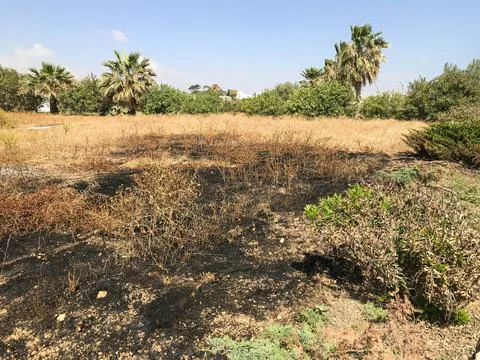 Burnt grass on the field in the spring. Protaras. Ayia Napa. Cyprus. Stock Photos