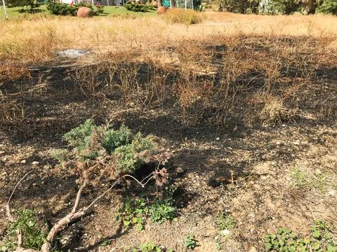 Burnt grass on the field in the spring. Protaras. Ayia Napa. Cyprus. Foto stock