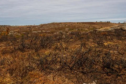 Burnt off grass on a hill in the fall Stock Photos