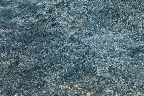 Burnt grass Stock Photos