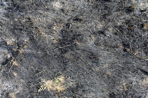Burnt grass Stock Photos