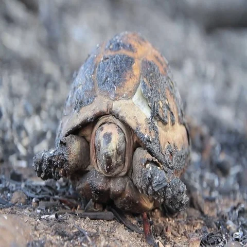 Burnt Greek tortoise Stock Footage 69553328