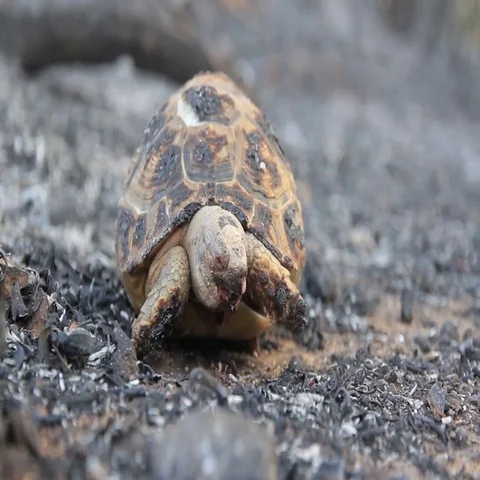 Burnt Greek tortoise Stock Footage 69553349