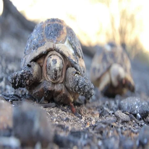 Burnt Greek tortoise Stock Footage 69553652